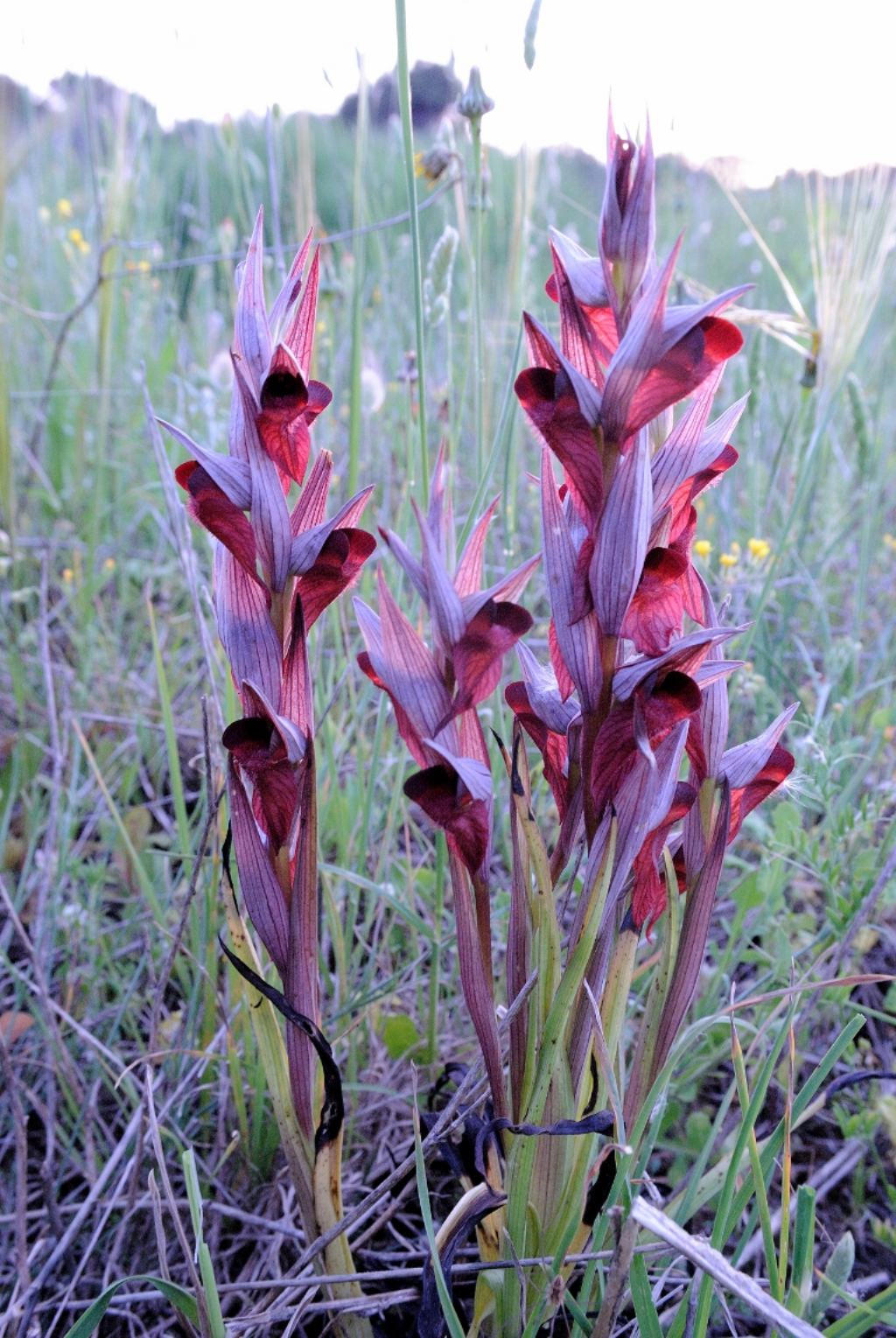 Serapias orientalis subsp. apulica / Serapide pugliese